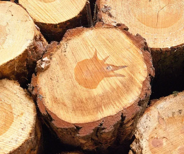 خصائص الألياف وأداء الورق